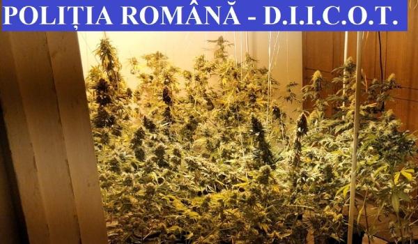 Plantaţie de canabis într-un apartament din Constanţa