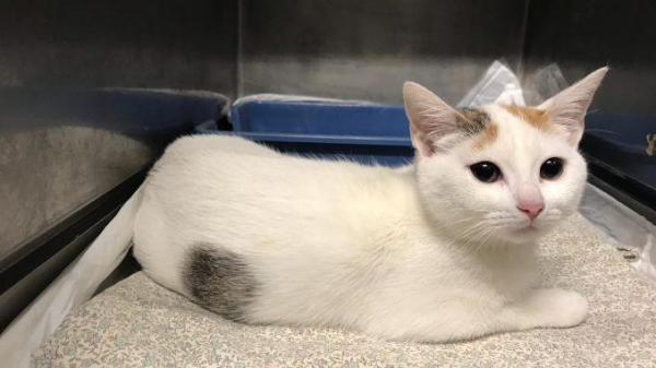 O romanca risca inchisoarea in Italia, dupa ce si-a aruncat pisica de la etaj