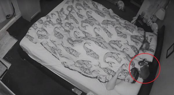 Iepurele a început să sară în capul stăpânilor săi la 5 dimineaţa