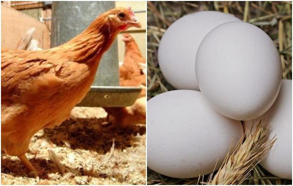 Oua cu medicamente contra cancerului și artitrei, descoperirea cercetătorilor britanici