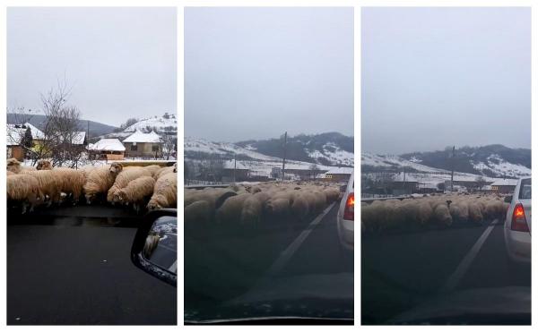 Coloană uriaşă de maşini pe DE81, la Sălaj, după ce o turmă de oi s-a oprit să lingă sarea de pe şosea (Video)