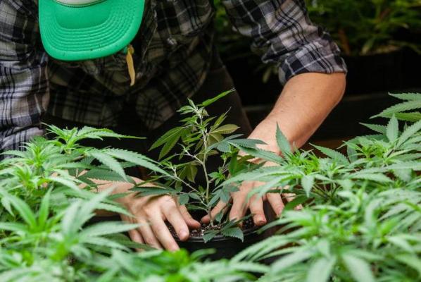 Cultură impresionantă de cannabis, descoperită în Bihor. 160 de kilograme, confiscate de poliţişti