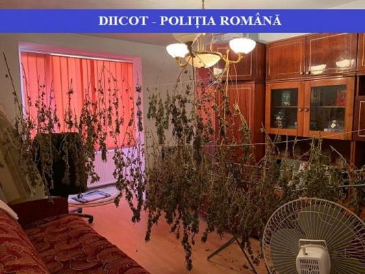 Patru traficanţi de droguri au fost reţinuţi pentru 24 de ore