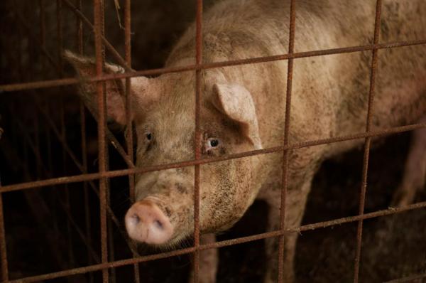 Femeie ucisă de un porc