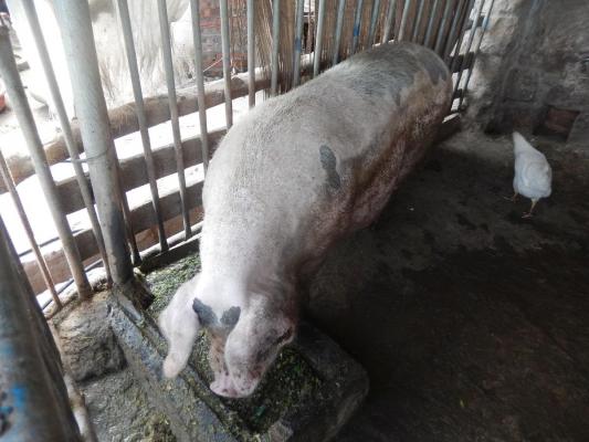 Românul a fost identificat cu dificultate