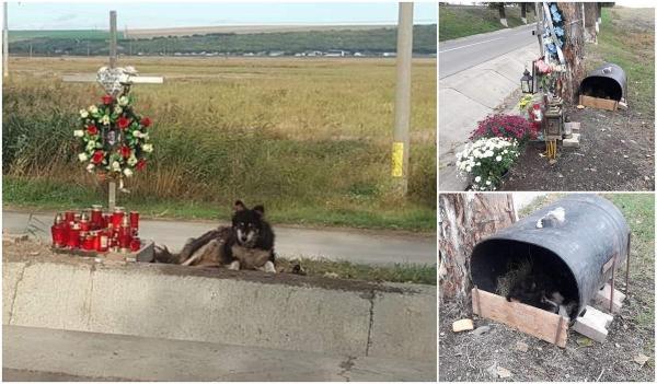 De două săptămâni, un câine stă în locul unde a murit un tânăr, lângă crucea băiatului, pe marginea unui drum din Iaşi