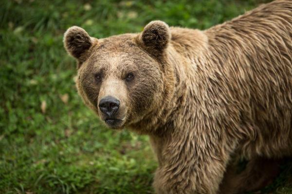 Femeie sfâşiată de urs la Hunedoara