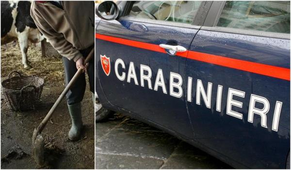 Un interlop român din Italia a ajuns de la viaţă de huzur, printre vaci şi bălegar