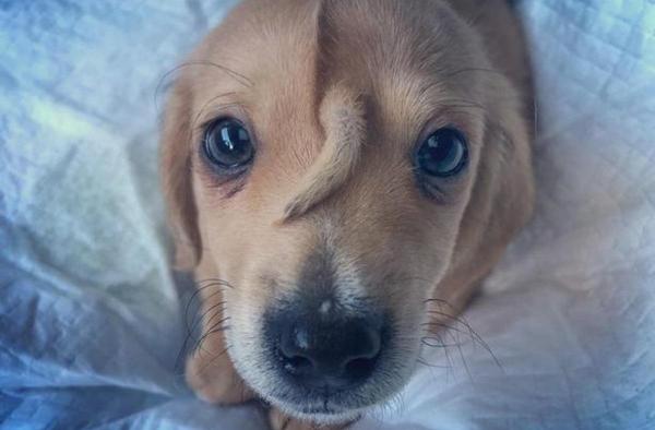 Cățel cu coadă în frunte