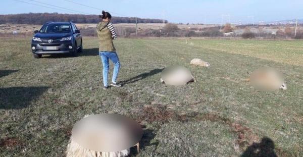 Un şofer a spulberat o turmă de oi cu maşina, de pe pămânul lui