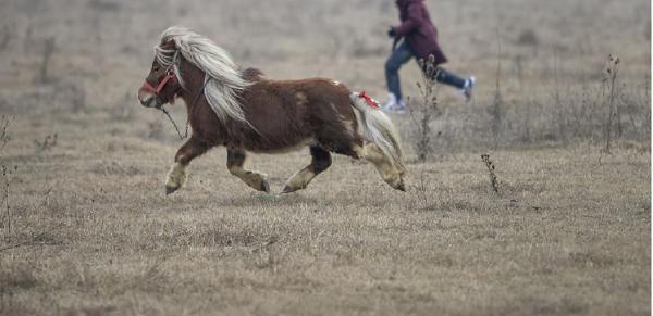 Doi dintre cei patru români au rămas în arest preventiv
