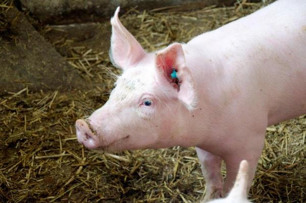 Un bărbat s-a înjunghiat în burtă, încercând să taie porcul. Animalul s-a zbătut din toate puterile, lovindu-l peste mână