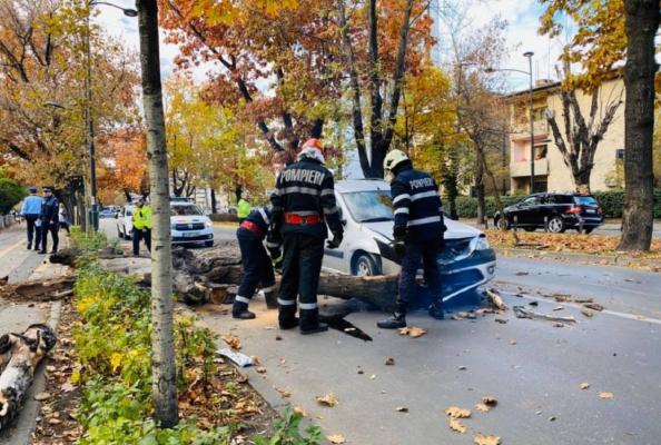 Un copac s-a prăbuşit peste o maşină în mers, pe Calea Dorobanţilor