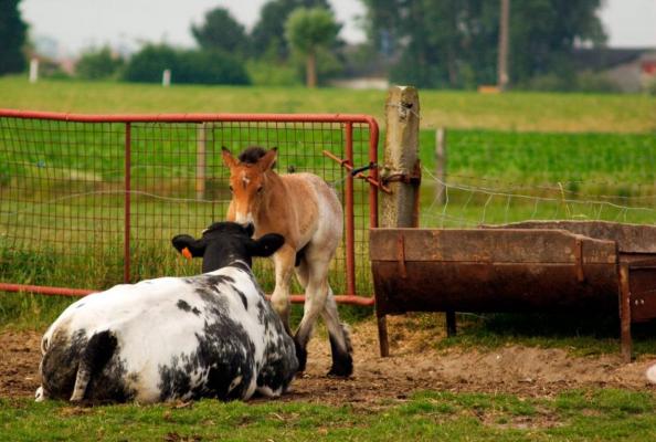 Sibienii vor fi prezentaţi magistraţilor cu propunere de arestare preventivă
