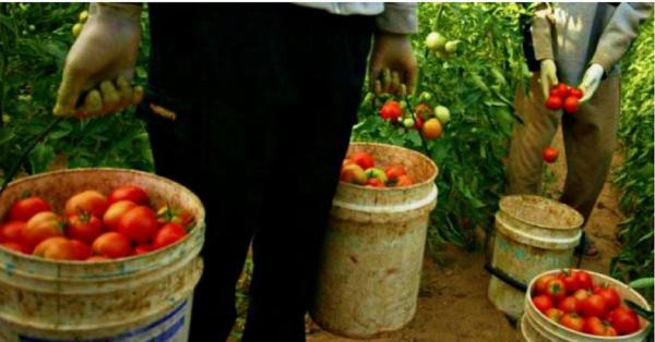 Românii exploataţi, munceau fără să fie plătiţi şi trăiau în condiţii mizere