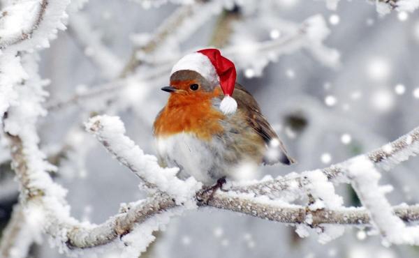 Meteorologii au anunţat zăpadă la munte, de Crăciun