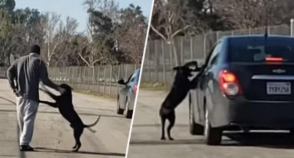 Câinele nu înţelege că este părăsit, ci din contră, crede că stăpânul său vrea să se joace