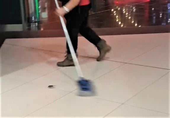 Angajatele unui mall din Deva încearcă să distrugă cu mopul un şoricel detectat în zona cu mâncare (Video)
