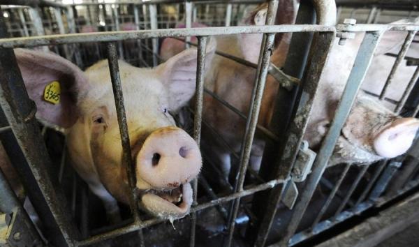 Carne posibil provenită din Ungaria, dintr-o zonă de risc cu pesta porcină, în România