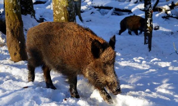 Pesta porcină în Constanţa, confirmată la mistreţi morţi găsiţi într-un fond de vânătoare