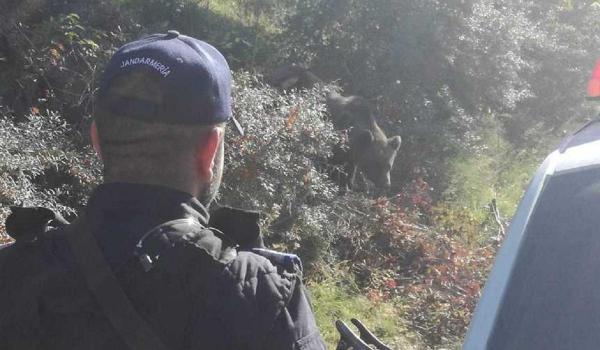 Urs în zonă locuită