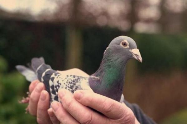 Armando s-a transferat din Belgia în China