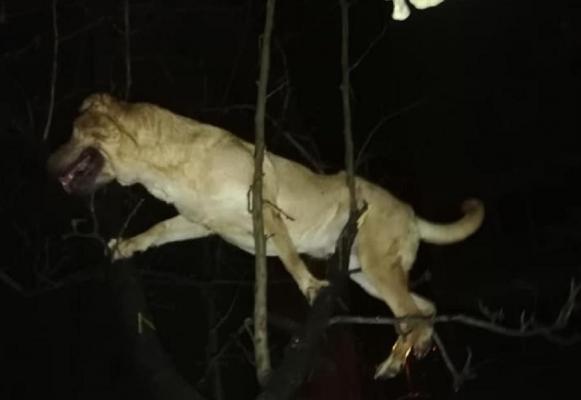 Câine aruncat pe geam la Timişoara, ajuns prins în crengile unui copac