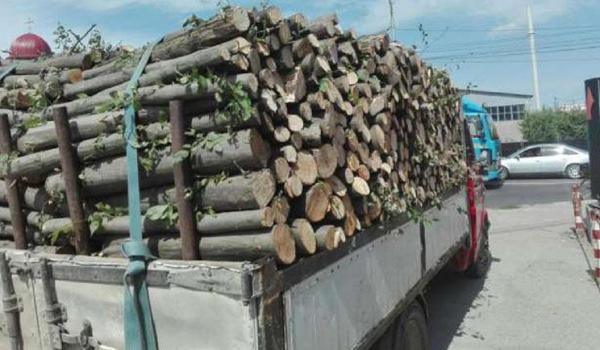 Transport ilegal de lemne interceptat la Brăeşti, şoferul amendat cu 9.000 de lei