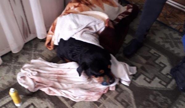 Câini periculoşi băgaţi în curtea unei familii din Tulcea pentru a le ucide câinele