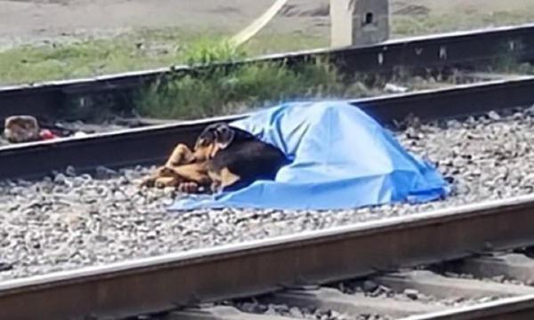 Câinele a rămas loial stăpânului chiar şi după moarte