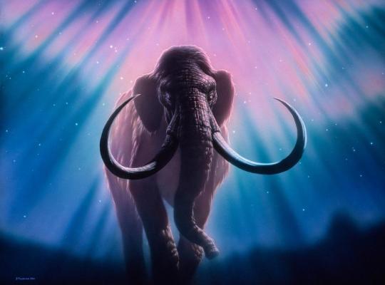 Dinte de mamut descoperit în Valea Ursului, la un localnic care încerca să afle pe internet ce era