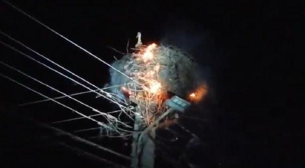 O barză e gata să moară pentru puii ei