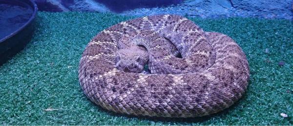 Turista străină urmează să fie transferată cu elicopterul la Bucureşti