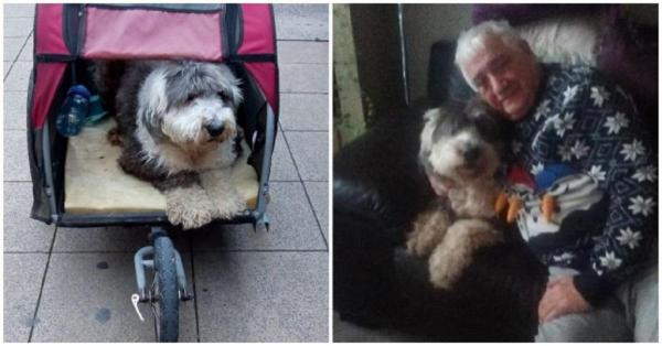 Proprietarul a fost amendat pentru că patrupedul nu avea voie pe plajă