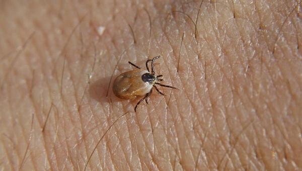 Copil diagnosticat cu boala Lyme