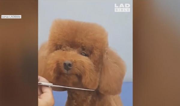 Câine cu coafură pătrată