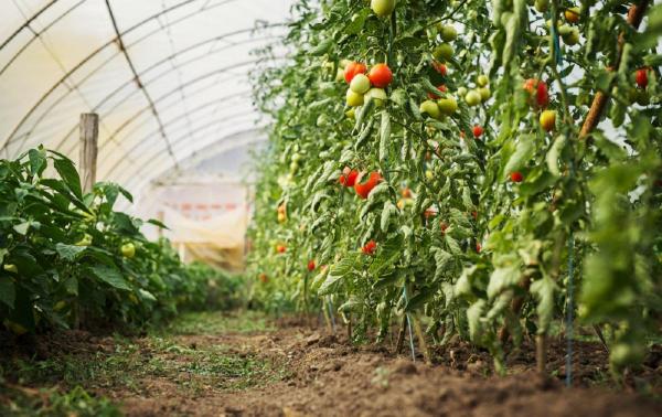 Cum poți combate bolile culturii de tomate