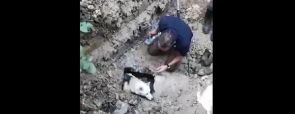 Stăpânul câinelui a reclamat că animalul a căzut în canal