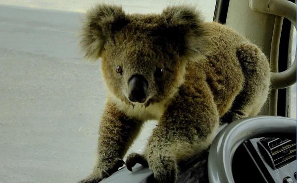 Ursuleţul koala a trecut cu bine peste momentele dificile