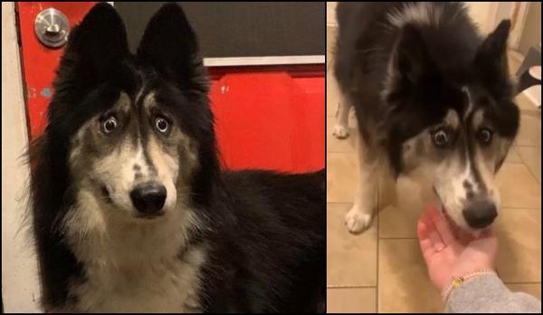 Jubilee a fost abandonată de stăpân pentru că avea privirea ciudată