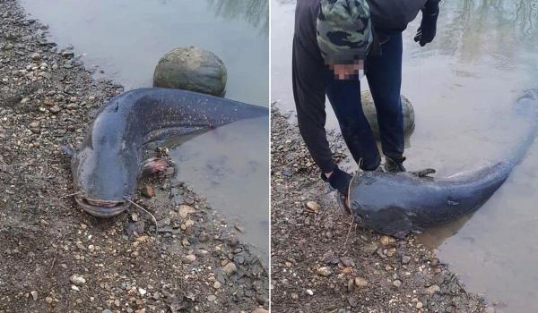 Somn uriaş salvat de jandarmi pe râul Mureş