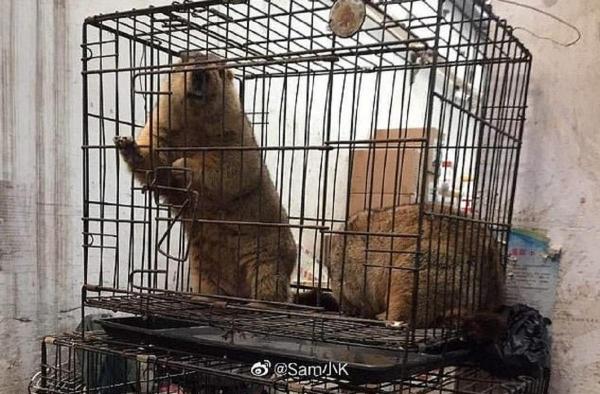 Virusul Wuhan s-ar fi răspândit dintr-o piață în care se vindeau ursuleți koala vii, șobolani și crocodili
