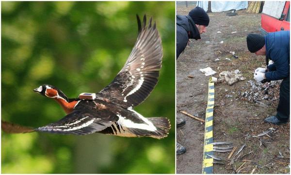 Gâscă rară ucisă de un brăilean