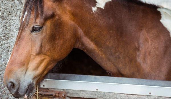 Cai chinuiţi de Bobotează, tradiţie în Dragomireşti, Dâmboviţa