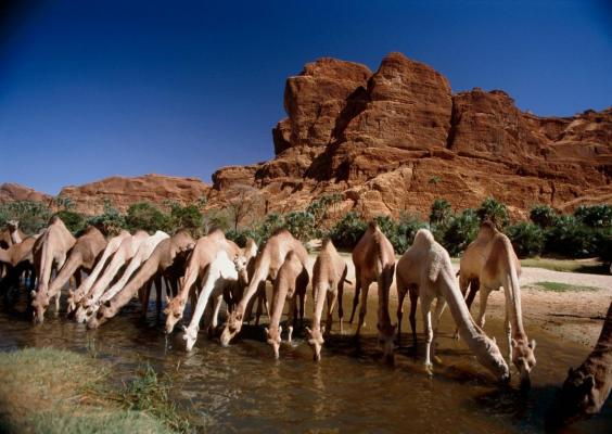 10.000 de cămile vor fi împuşcate, în Australia