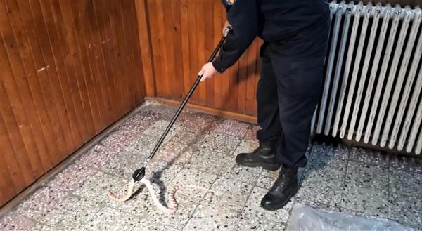 Un şarpe care a ieşit la vânătoare, în scara unui bloc din Timişoara, "reţinut" de jandarmi. Video