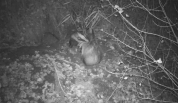 Familie de bursuci, surprinsă în Parcul Natural Lunca Mureșului