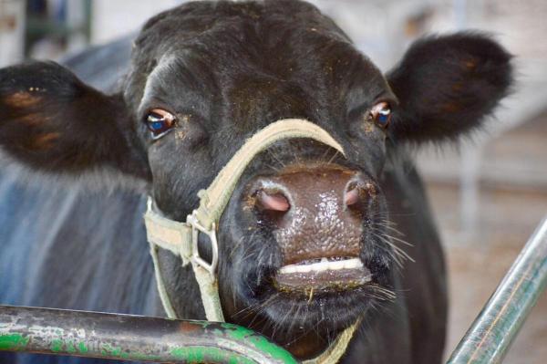 Tânăr mort pe loc la Buceşti, după ce s-a împuşcat în cap, din greşeală, cu arma de sacrificat animale