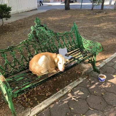Cățelul abandonat și legat de o bancă, în parc