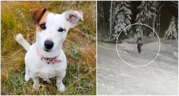 Câinele a încercat să împiedice lupul să atace